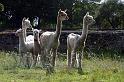 Alpaca family in Middle Aston